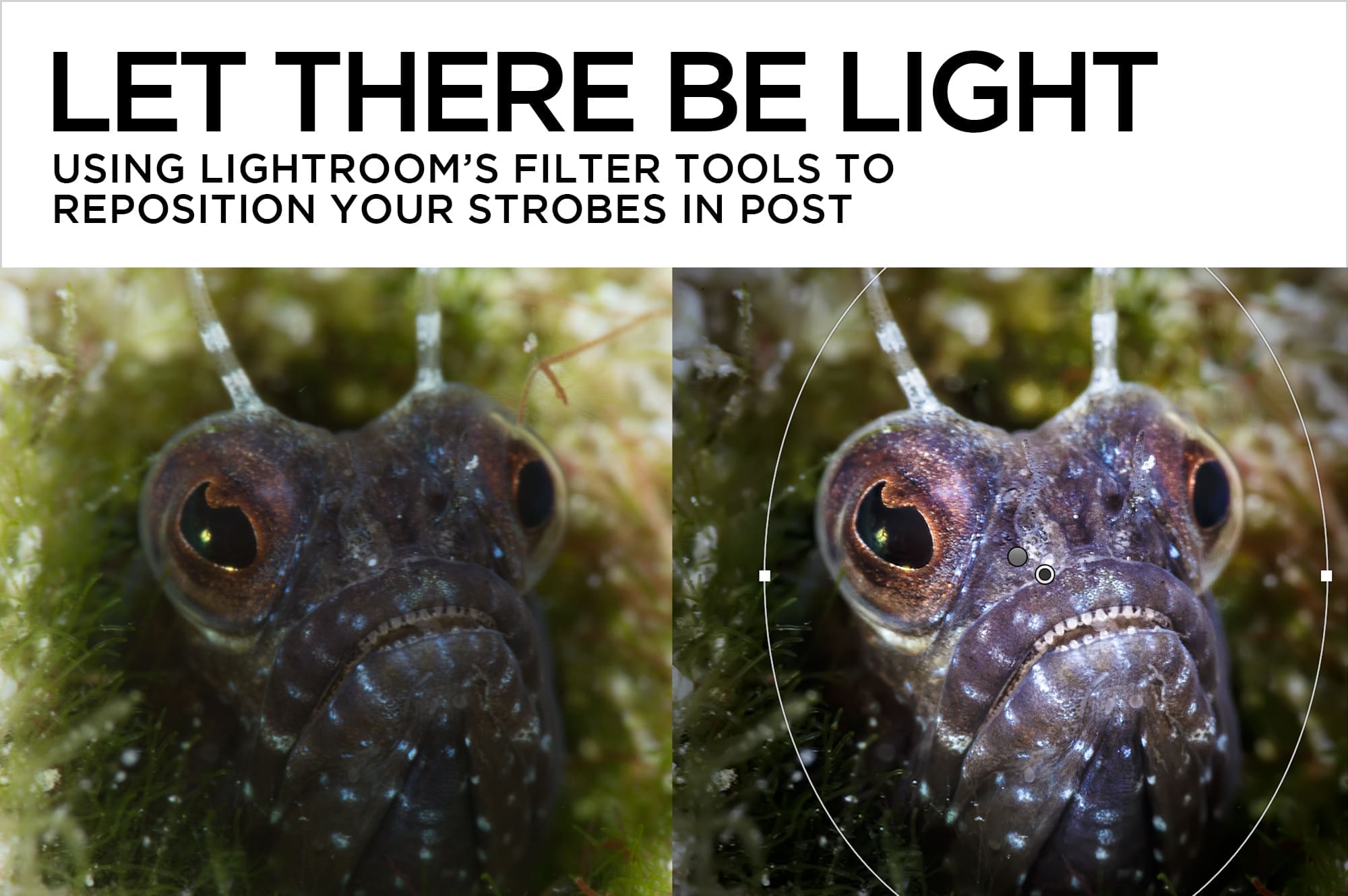 Let There Be Light