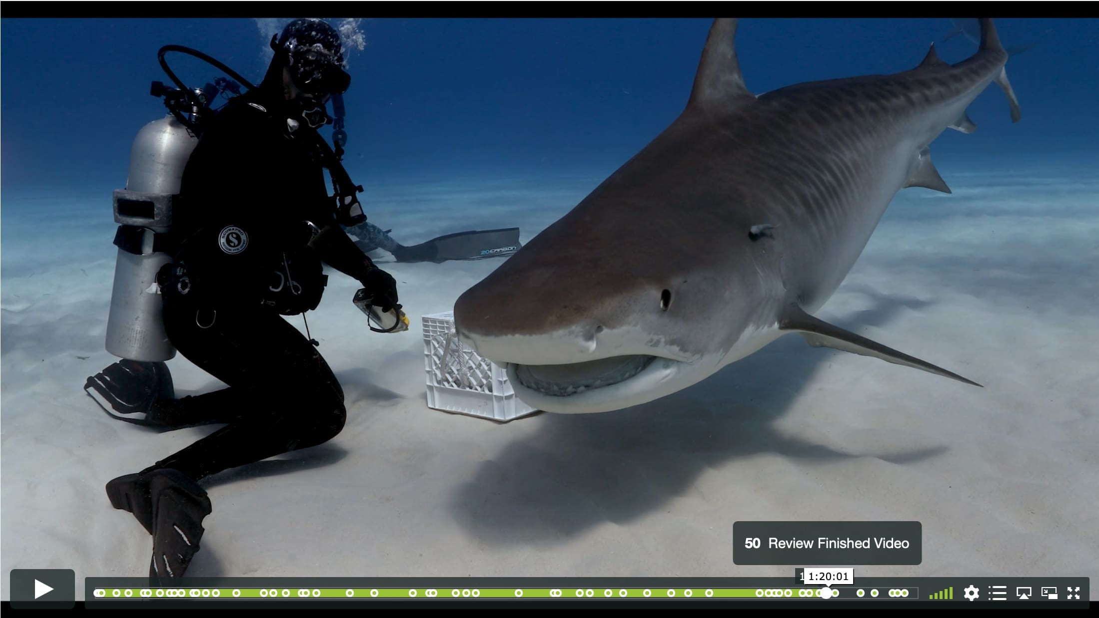 Intro to Premiere Pro I – Basics of Underwater Video Editing - Image 5